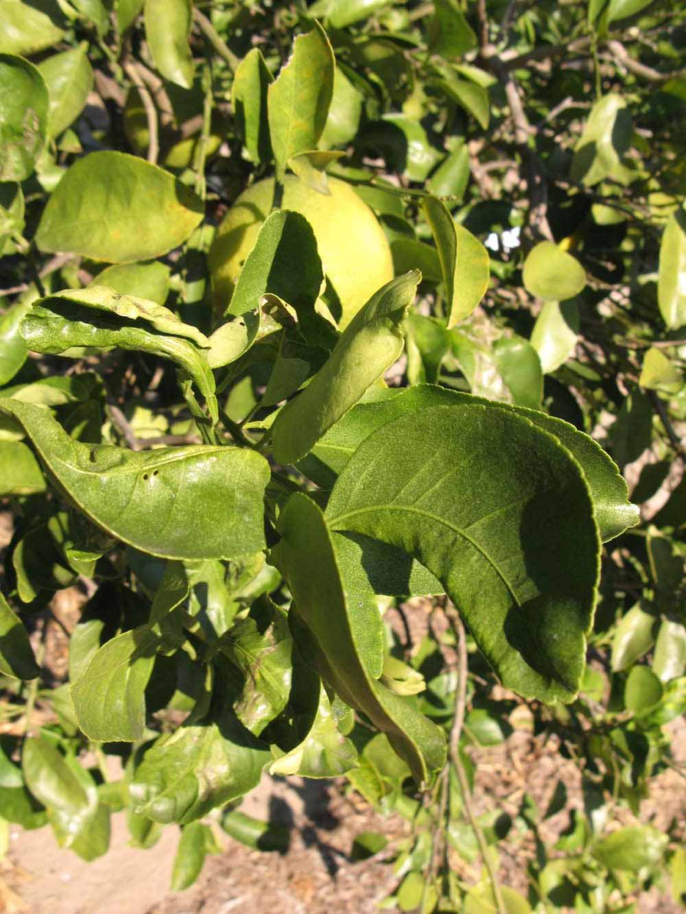            Sun leaves (Winter Haven, FL)   